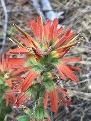 Castilleja pruinosa