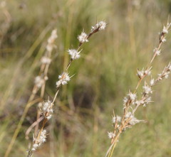 Cymbopogon bombycinus