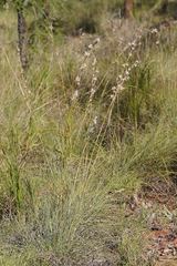 Cymbopogon bombycinus