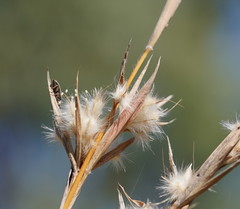 Cymbopogon bombycinus