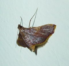 Endotricha mesenterialis