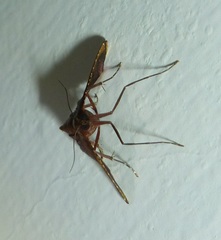 Endotricha mesenterialis