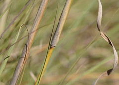 Cymbopogon bombycinus