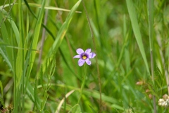 Sisyrinchium scabrum