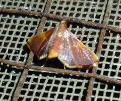 Endotricha mesenterialis