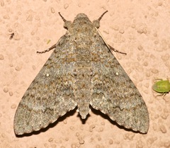 Manduca muscosa