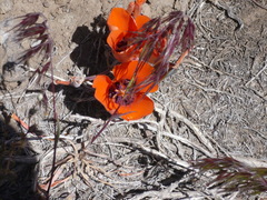 Calochortus kennedyi