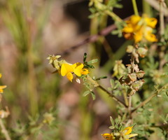 Crotalaria medicaginea