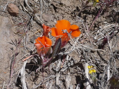 Calochortus kennedyi