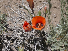 Calochortus kennedyi