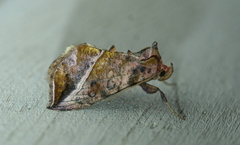 Pseudeva purpurigera