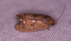 Cenopis diluticostana