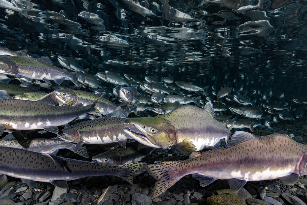 Humpback (Oncorhynchus gorbuscha) — Salmonidae