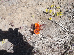 Calochortus kennedyi