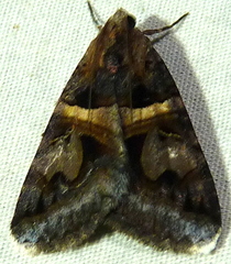 Drasteria grandirena