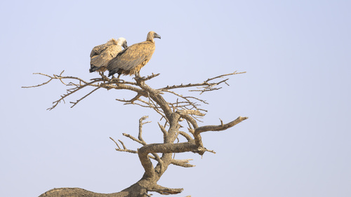 White-backed Vulture