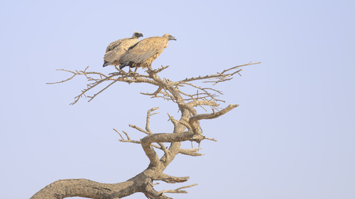 White-backed Vulture