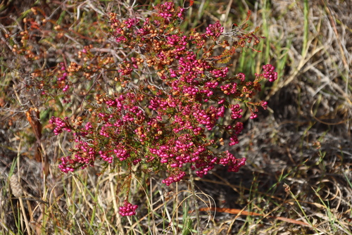 Image of Erica multumbellifera by (c) Tony Rebelo, some rights reserved (CC BY-SA)