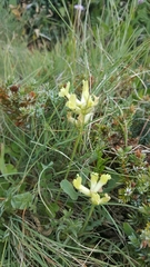 Oxytropis campestris