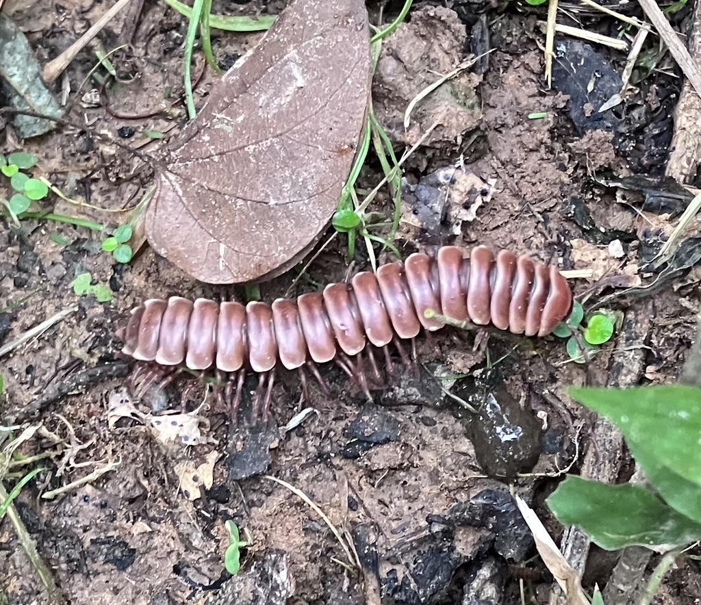 Telonychopodini