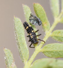 Coelophora inaequalis