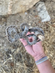 Arizona elegans eburnata