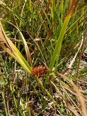 Carex vesicaria