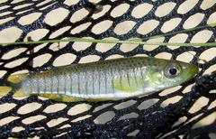 Fundulus lineolatus
