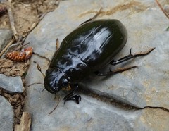 Hydrophilus pistaceus