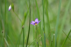 Sisyrinchium scabrum