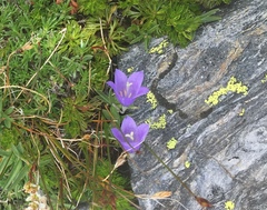 Campanula scabrella