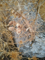 Astragalus macrocarpus