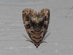 Protodeltote muscosula