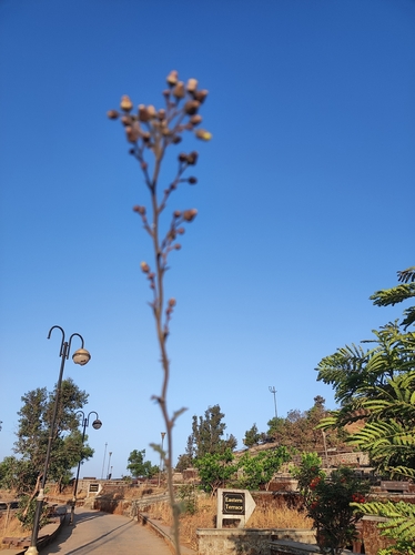 Image of Sow-Thistle Blumea (Blumea sinuata) by no rights reserved