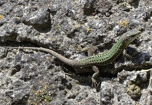 Podarcis bocagei