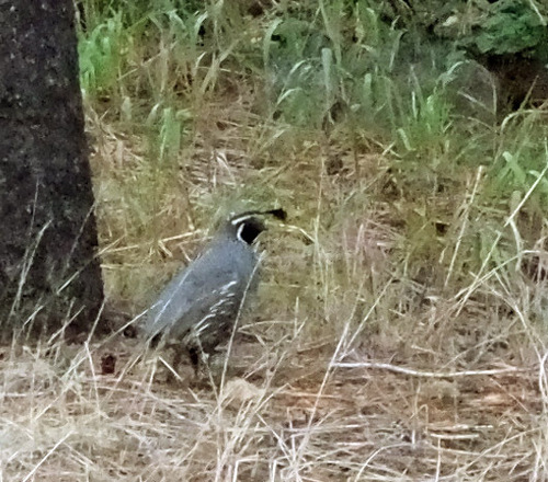 iNaturalist observation photo of California Quail