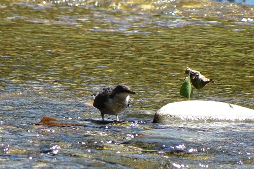 Cinclus cinclus