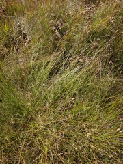 Carex canescens