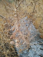 Astragalus macrocarpus