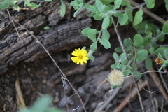 Heterotheca mucronata