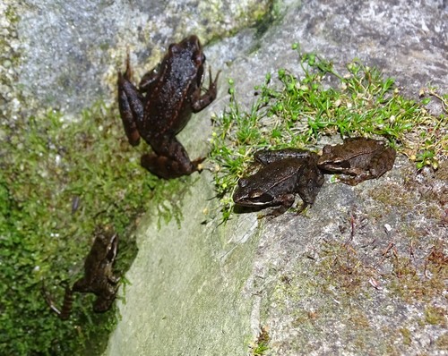 Rana iberica