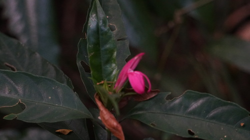 Justicia plumbaginifolia, photograph 1