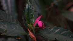 author not stated, no rights reserved Justicia plumbaginifolia, photograph author not stated, no rights reserved