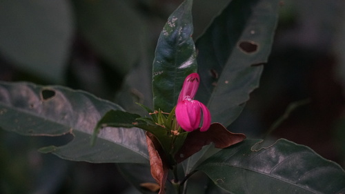 Justicia plumbaginifolia, photograph 2