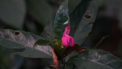 author not stated, no rights reserved Justicia plumbaginifolia, photograph author not stated, no rights reserved