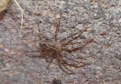 Dolomedes gertschi