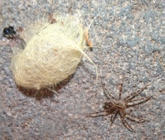 Dolomedes gertschi