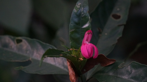 Justicia plumbaginifolia