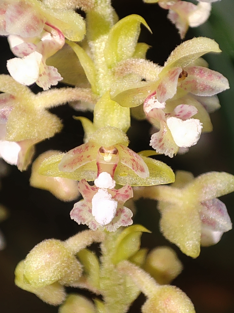 Mycaranthes floribunda