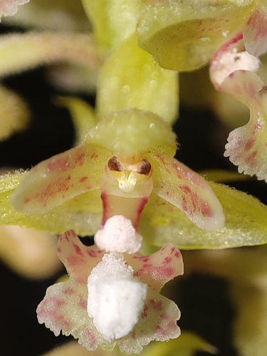Mycaranthes floribunda, photograph 1